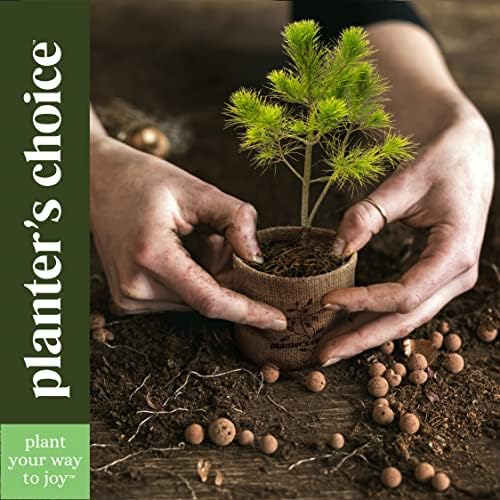 Bonsai Tree Kit for Beginners & Plant Lovers - Grow Your Own Bonsai