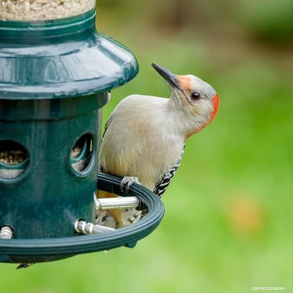 Squirrel Buster Plus Squirrel-proof Bird Feeder w/Cardinal Ring and 6