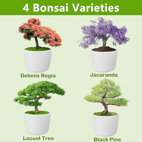 Bonsai Tree Kit, Bonsai Starter Kit with Seeds & Tools, Tree Live