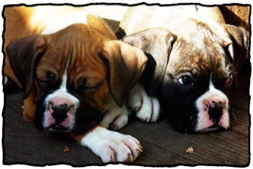 CafePress Boxer Puppies Throw Blanket Super Soft Fleece Plush Throw