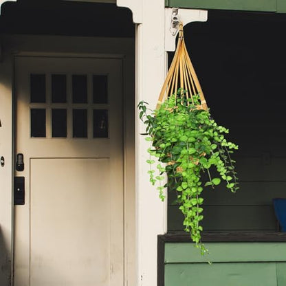 4pcs Woven Orchid Hanging Basket with Metal Hook, Yellow Wall Decor