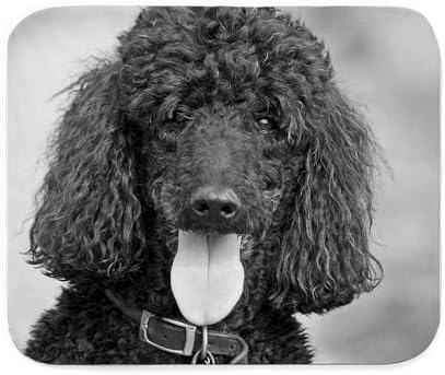 CafePress Black Poodle Sherpa Fleece Throw Blanket 60" L x 50" W