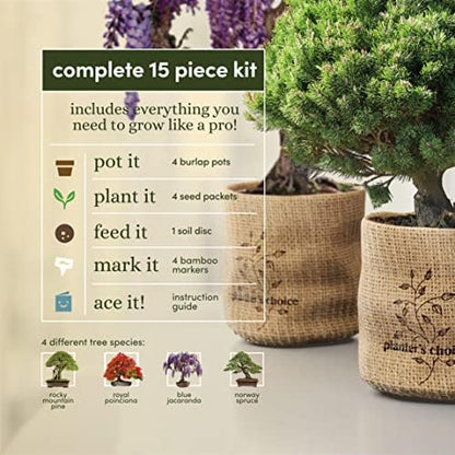 Bonsai Tree Kit for Beginners & Plant Lovers - Grow Your Own Bonsai