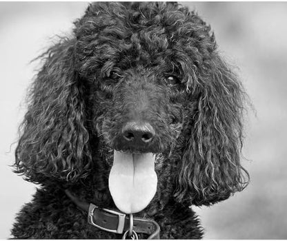 CafePress Black Poodle Sherpa Fleece Throw Blanket 60" L x 50" W