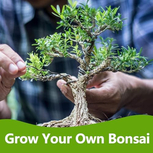 Bonsai Tree Kit, Bonsai Starter Kit with Seeds & Tools, Tree Live
