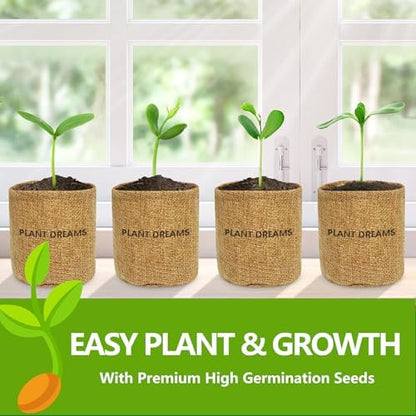 Bonsai Tree Kit, Bonsai Starter Kit with Seeds & Tools, Tree Live