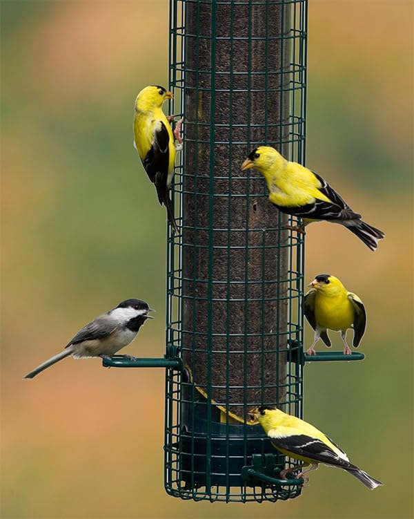 Squirrel Buster® Nyjer® Truly Squirrel-Proof Nyjer®/Thistle Feeder